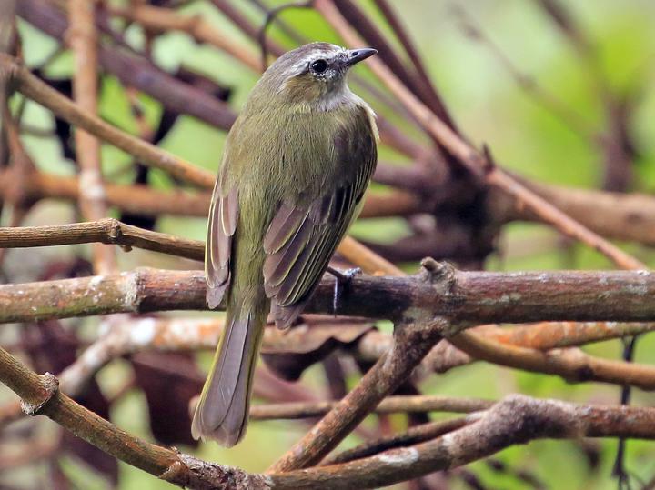 Guatemalan Tyrannulet
