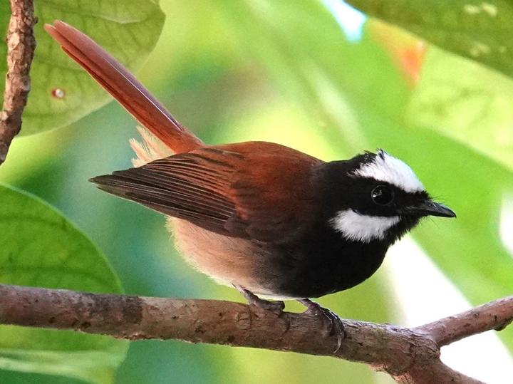 Mussau Fantail