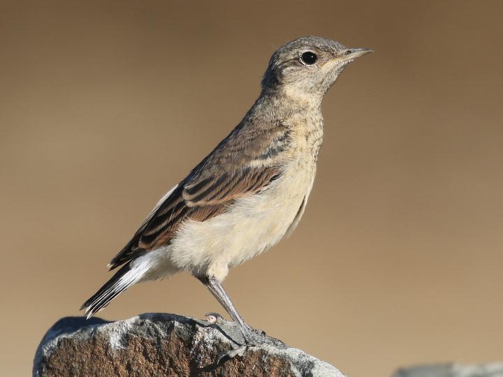 Northern Wheatear
