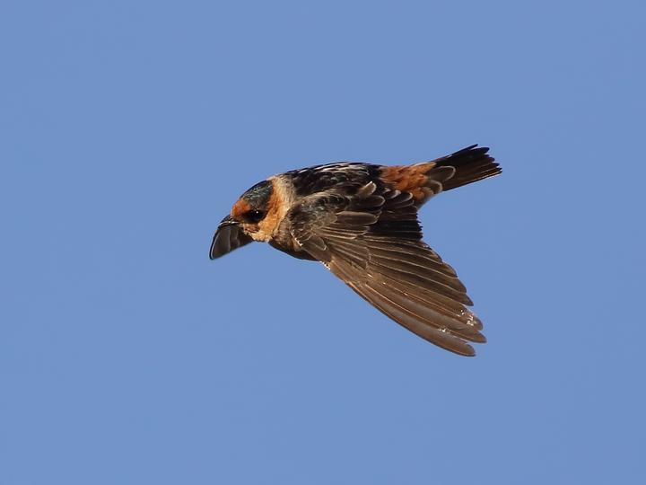 Cave Swallow
