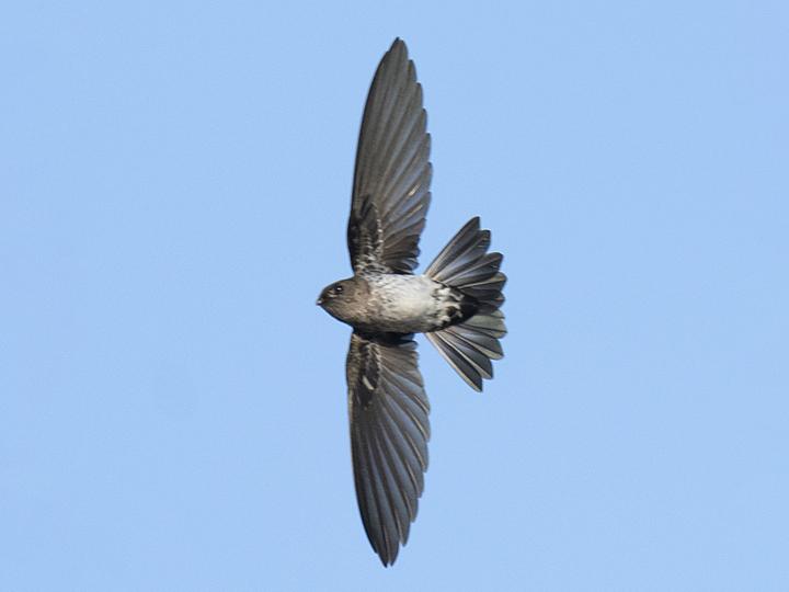 Cave Swiftlet