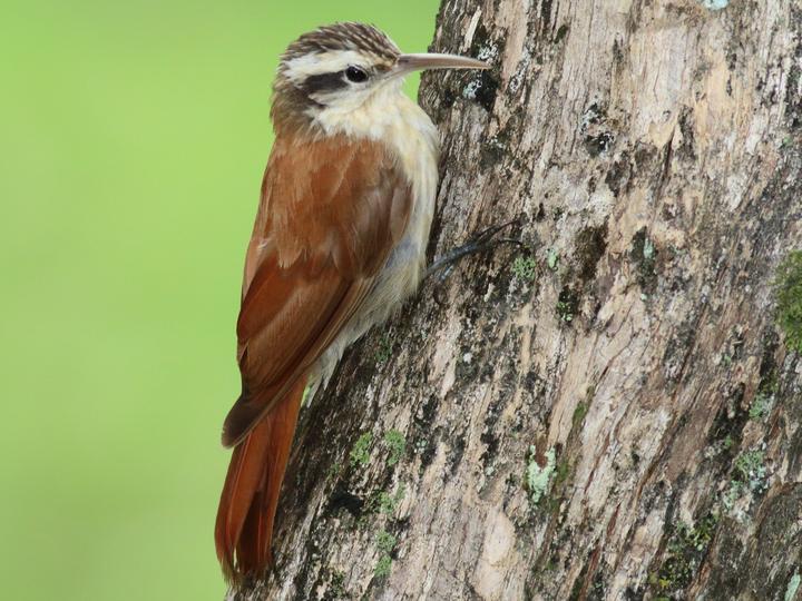 Narrow-billed Woodcreeper