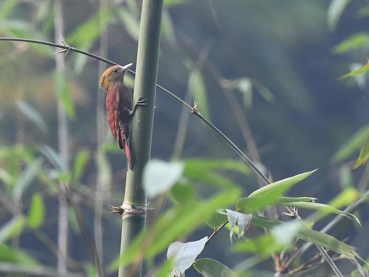 Pale-headed Woodpecker