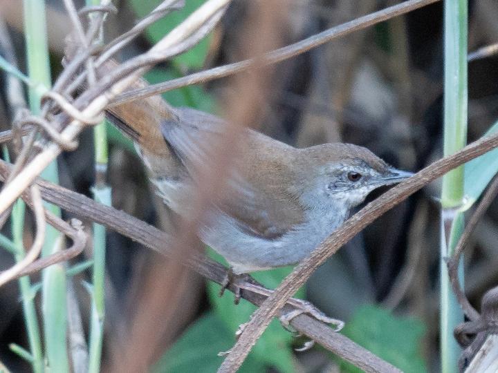 Bamboo Warbler