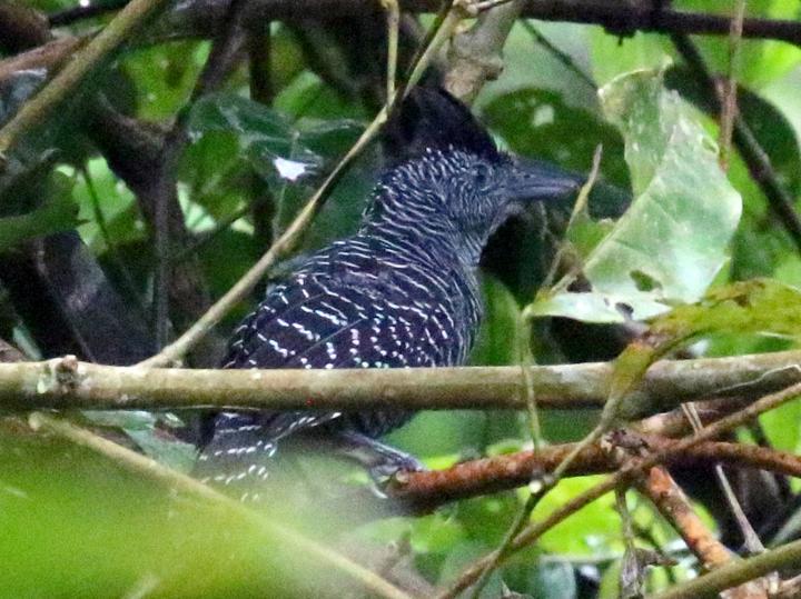 Bamboo Antshrike