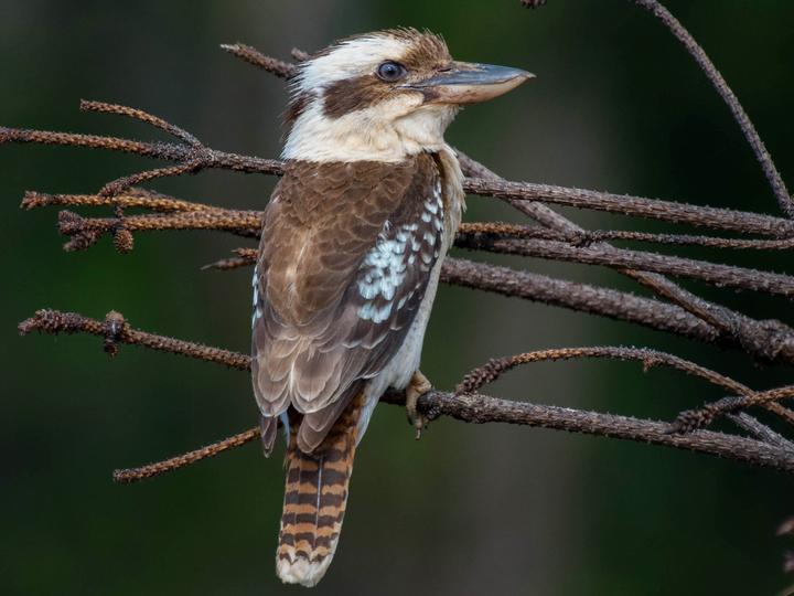 Laughing Kookaburra