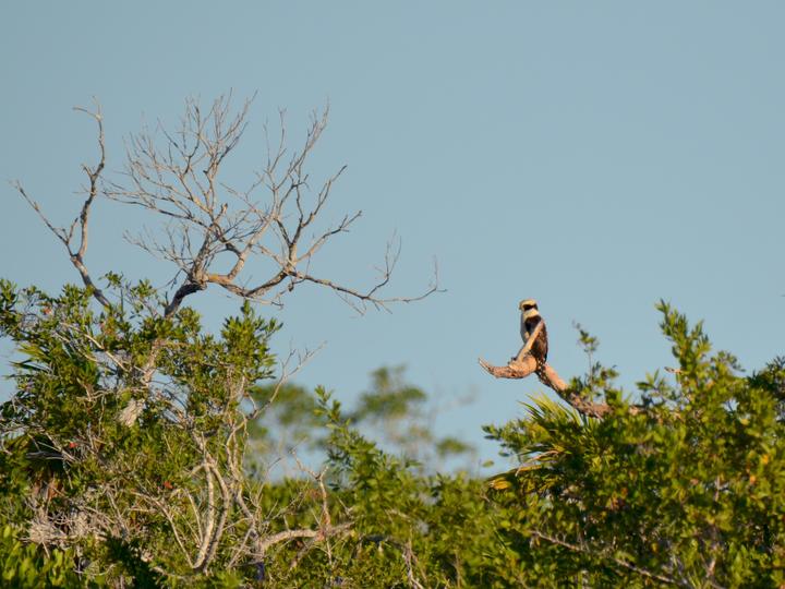 Laughing Falcon