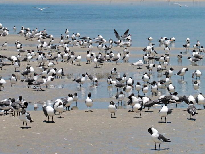 Laughing Gull