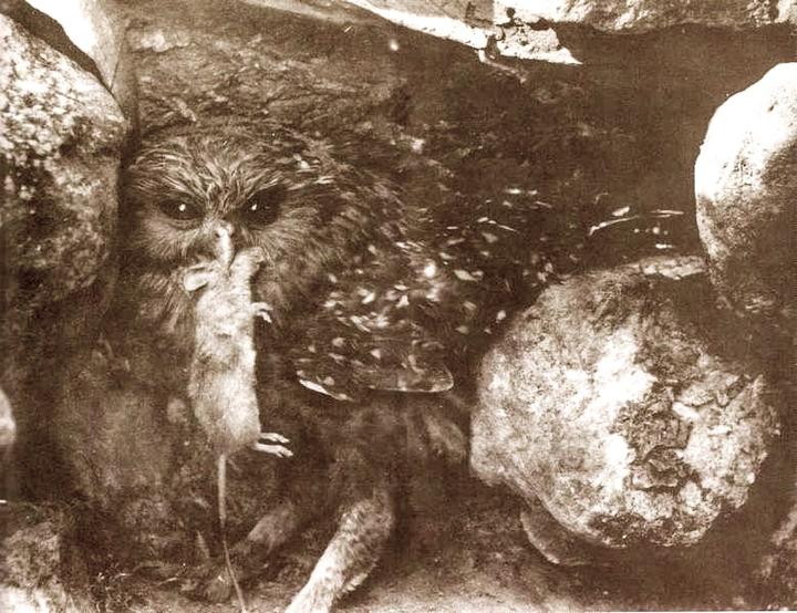 Laughing Owl