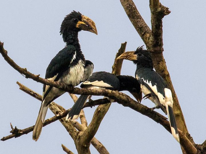 Piping Hornbill