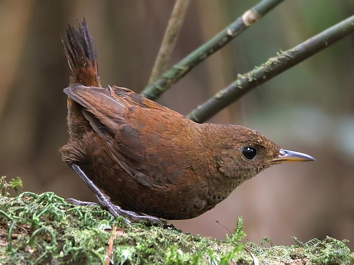 Flutist Wren