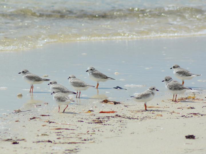 Piping Plover