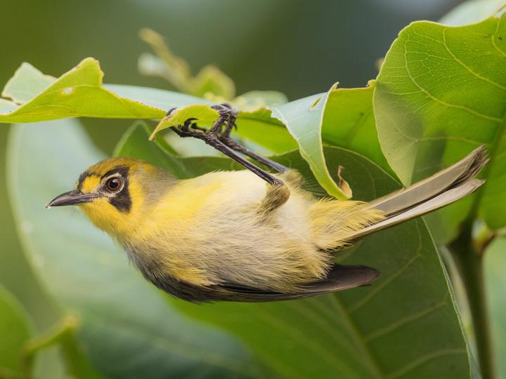 Bonin White-eye