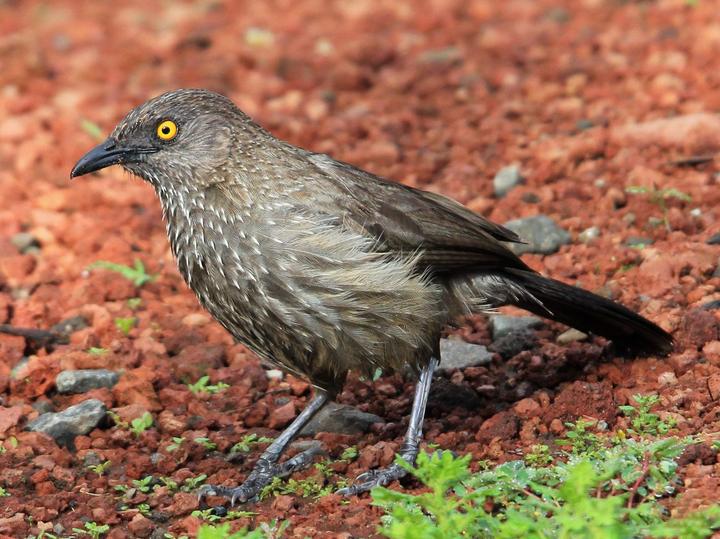 Arrow-marked Babbler
