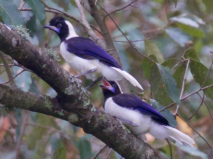 Tufted Jay