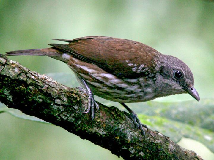 Visayan Rhabdornis