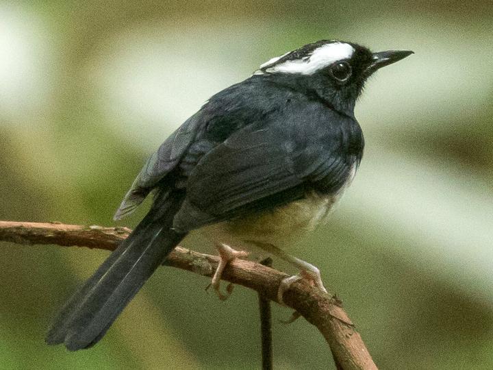 Visayan Shama