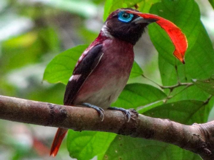 Visayan Broadbill