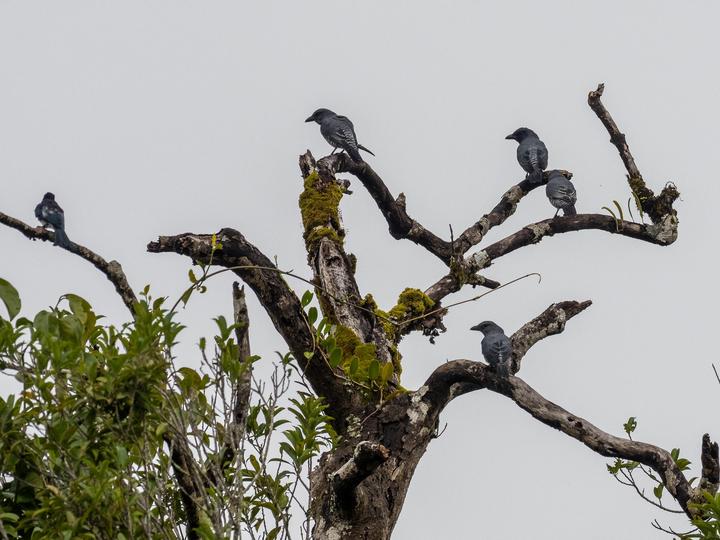 Visayan Cuckooshrike