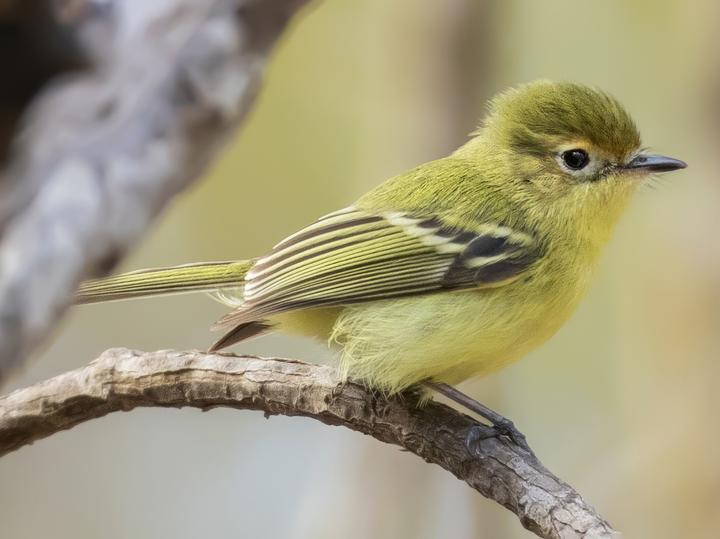 Minas Gerais Tyrannulet