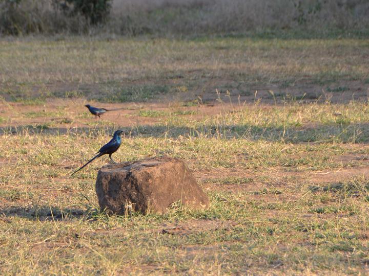 Meves's Starling