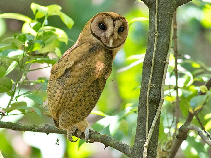 Minahasa Masked Owl