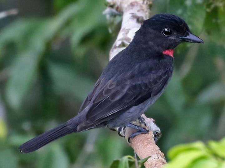 Pink-throated Becard
