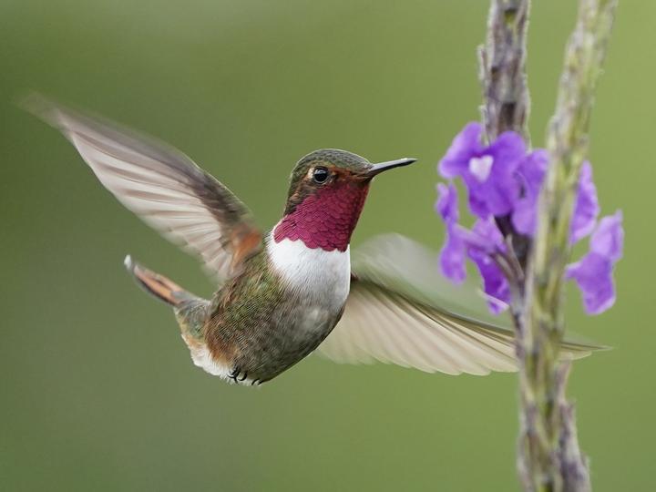 Volcano Hummingbird
