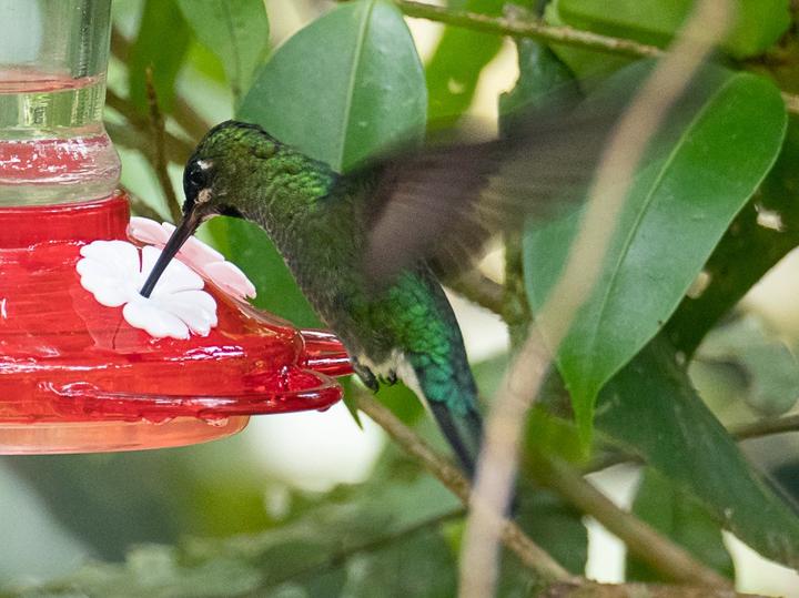 Pink-throated Brilliant
