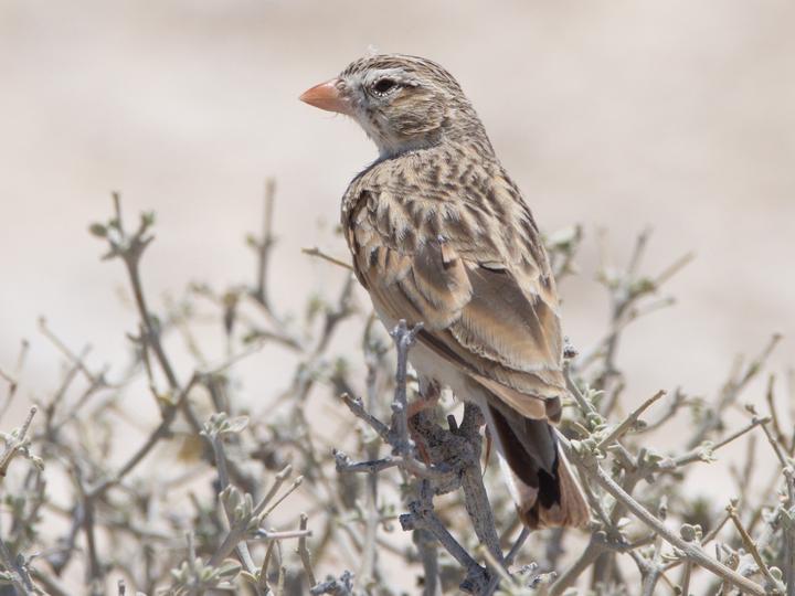 Pink-billed Lark