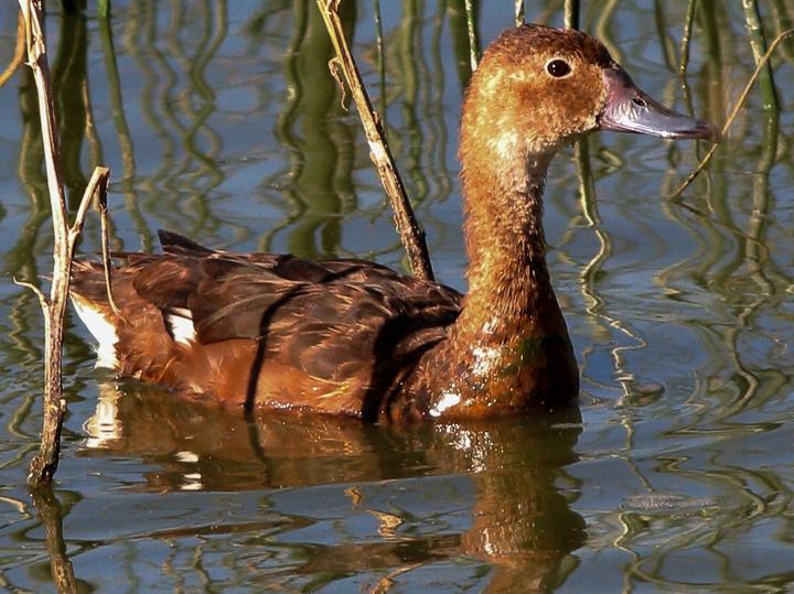 Rosy-billed Pochard