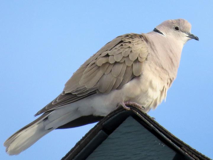 African Collared Dove