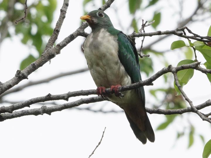 Jambu Fruit Dove
