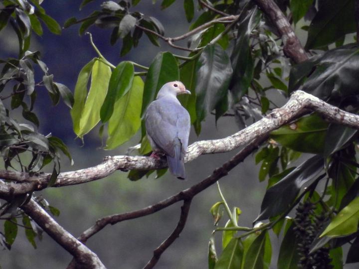 Pink-headed Imperial Pigeon