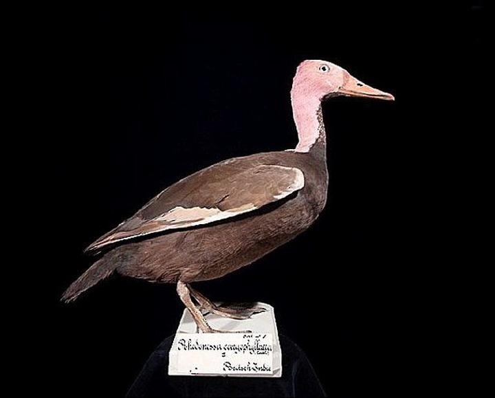 Pink-headed Duck