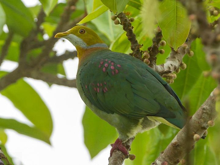 Pink-spotted Fruit Dove
