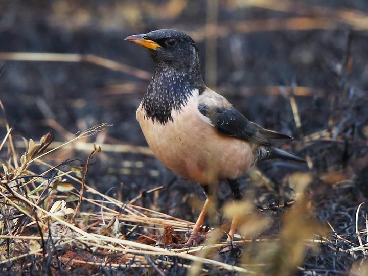 Rosy Starling