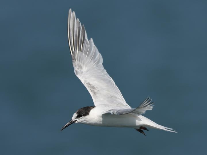 Roseate Tern