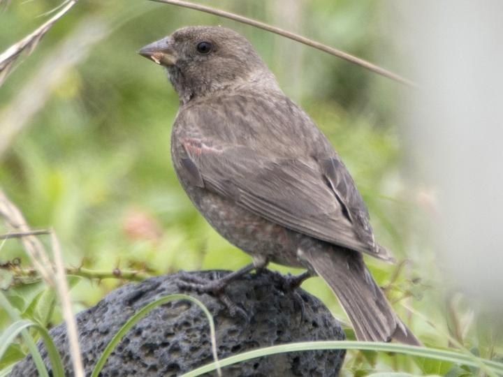 Asian Rosy Finch