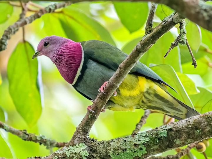 Pink-headed Fruit Dove
