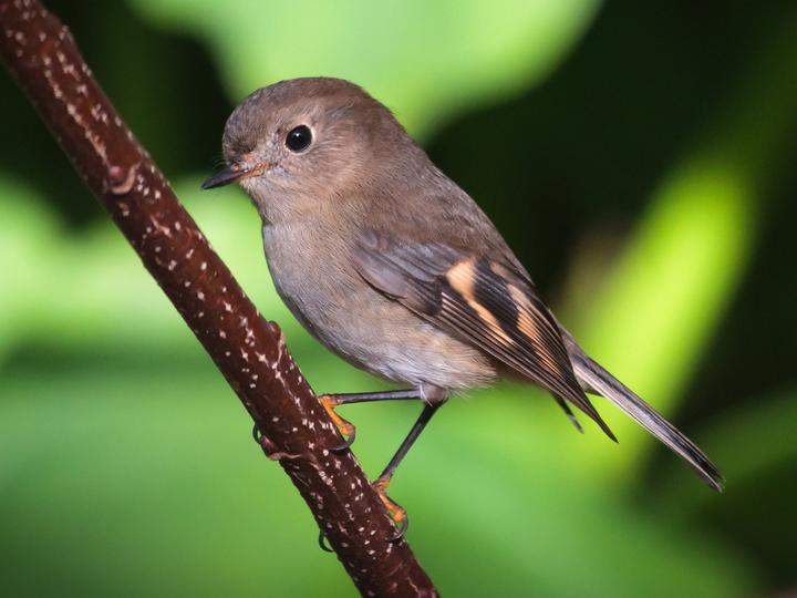 Pink Robin