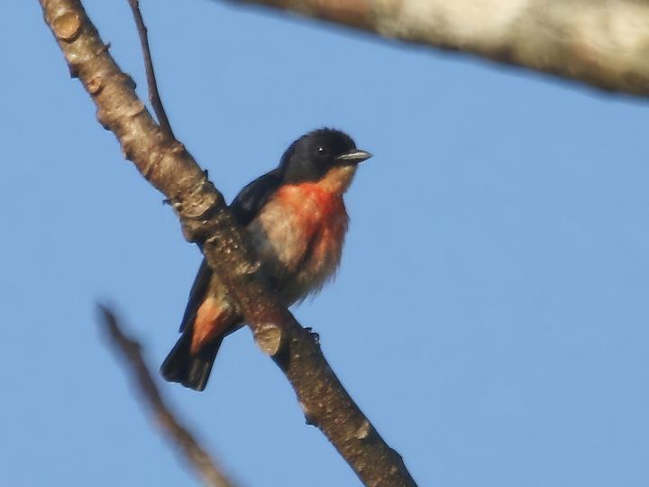 Pink-breasted Flowerpecker