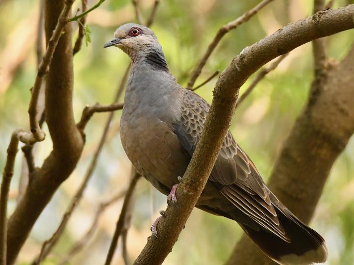 Dusky Turtle Dove