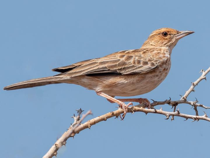 Pink-breasted Lark