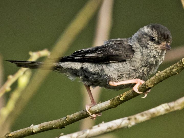 Pink-legged Graveteiro