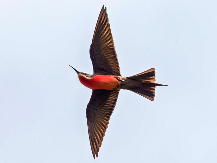 Rosy Bee-eater