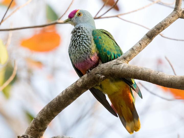 Rose-crowned Fruit Dove
