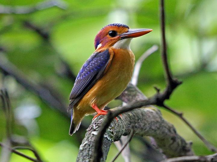 African Pygmy Kingfisher