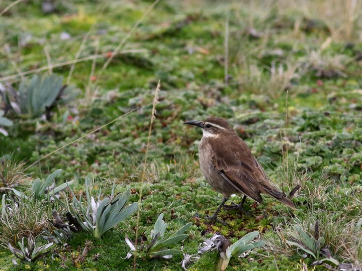 Stout-billed Cinclodes