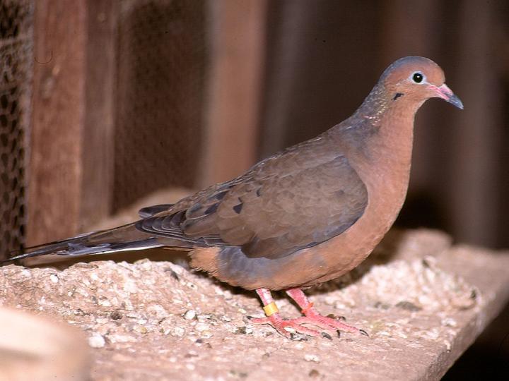 Socorro Dove